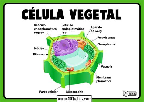 La Célula Vegetal: Estructura, Partes y Funciones de la Célula Vegetal