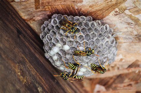 Paper Wasp Nests vs Hornet Nests - Banner Pest Services