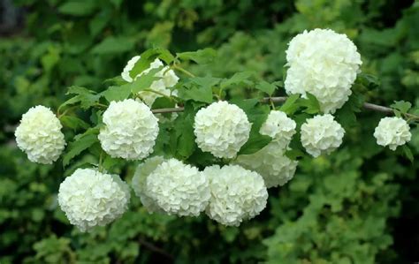 Snowball Bush for Sale - Buying & Growing Guide - Trees.com