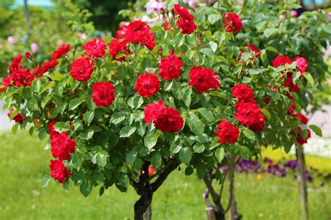 Free stock photo of red roses, rose, tree