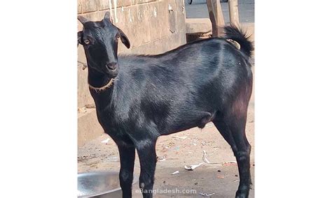 Black Bengal Goat - 16 Kg