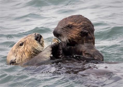 California's Adopted Otter Pups Are Fighting Climate Change