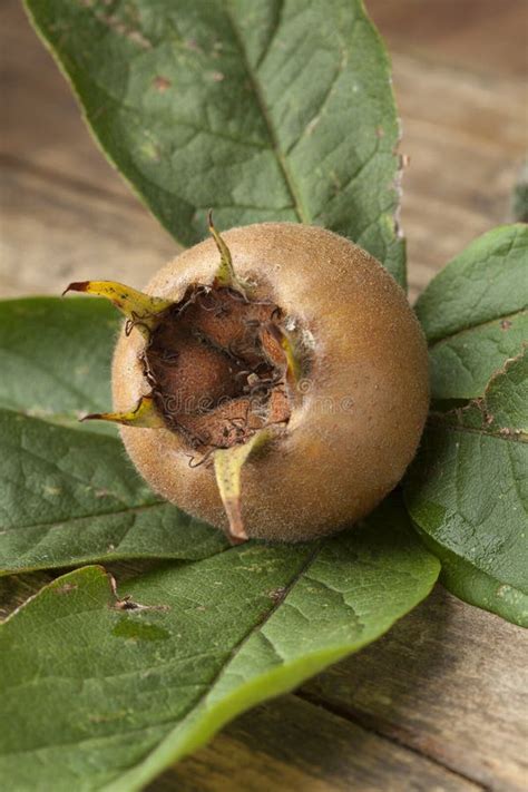 Medlar Leaves Began To Dry Out. Fungal Disease Of The Trees After Which ...