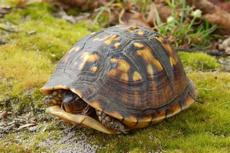 Eastern Box Turtle