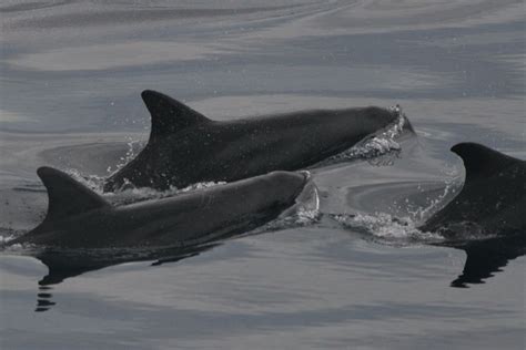 Pygmy Killer Whale | NOAA Fisheries