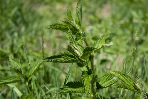 Stinging Nettle Fertilizer Tea - Free Organic Fertilizer Made From Weeds