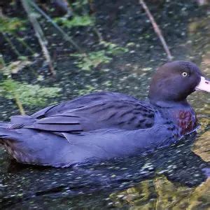 Blue Duck - Facts, Diet, Habitat & Pictures on Animalia.bio