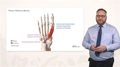 Anatomy of the Foot – Online Course | Lecturio