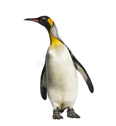 King penguin standing in front of a white background. Isolated on white #Sponsored , #Ad, # ...