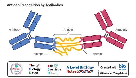 Antigen: Properties, Structure, Types, Examples