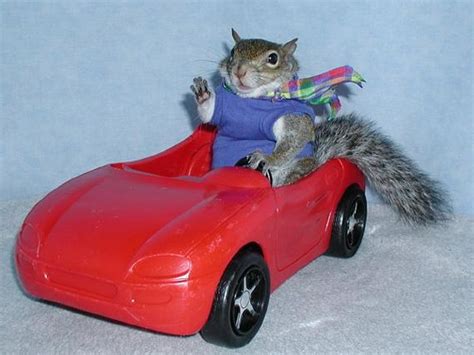 Keeping Squirrels Out of Your Cars Engine | Pest Cemetery