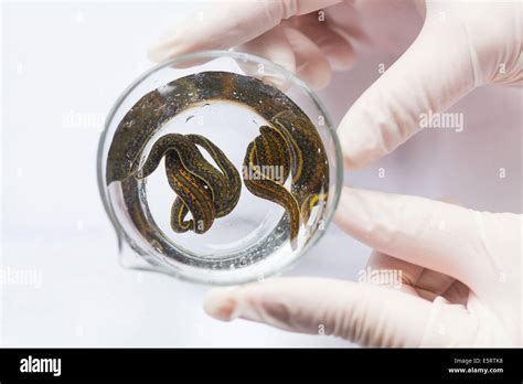 Medicinal leech Hirudo medicinalis Stock Photo - Alamy