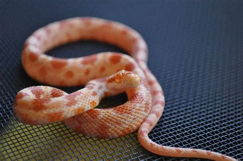 What is an Albino Corn Snake? (Albino Corn Snake Breeding) | ExoPetGuides