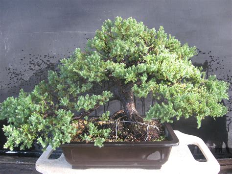 Bonsai Beginnings: Juniperus procumbens nana