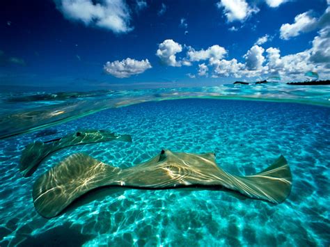 National Geographic Ocean Wallpapers - Top Free National Geographic ...