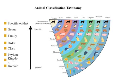 Taxonomy Classification Chart | EdrawMax | EdrawMax Templates