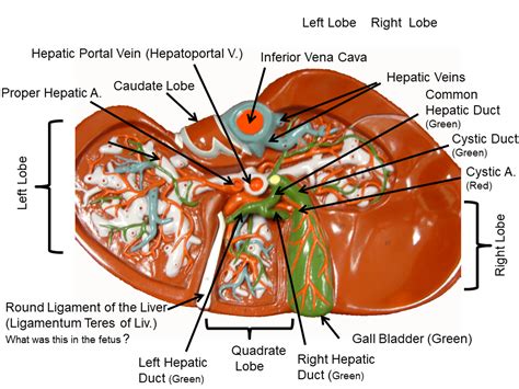 Anatomical Structure of the Human Body