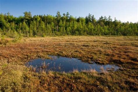 10 Facts about Bogs | Fact File