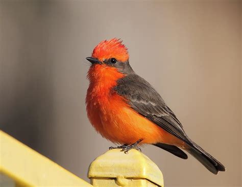 Male Vermilion Flycatcher | BirdNote