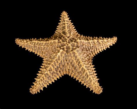 Brown Starfish Isolated On Black Background. Close-up Stock Image ...