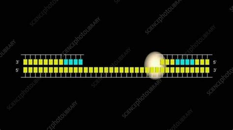 DNA synthesis of lagging strand, animation - Stock Video Clip - K004 ...