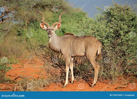 Kudu antelope stock image. Image of herbivore, habitat - 37637455