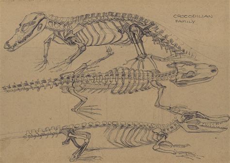 crocodile skeleton | Skeleton drawings, Medical drawings, Grunge posters