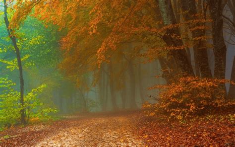 Misty Autumn Forest Path Wallpapers - Wallpaper Cave