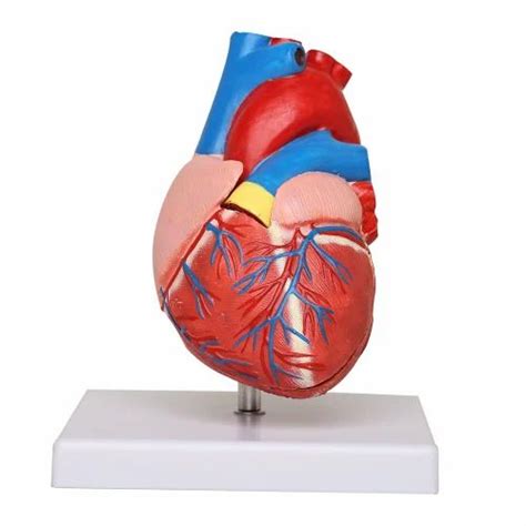 KKI Human Heart 3d Model, For Medical, Size: Life Size at Rs 1400 in New Delhi