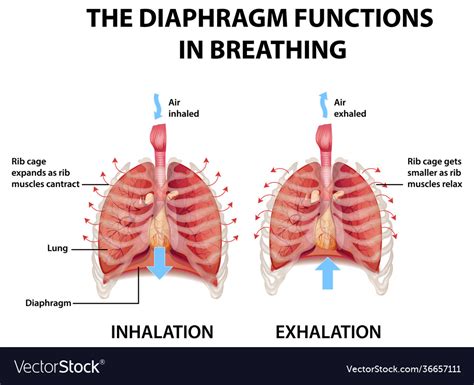 Diaphragm functions in breathing Royalty Free Vector Image