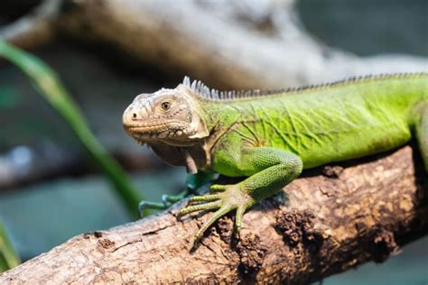 Visit Lesser Antillean Iguana - A Zoo With Lesser Antillean Iguana ...