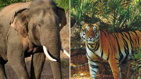 Tiger Vs. Elephant - Battle Of Natural Rivals In The Wild