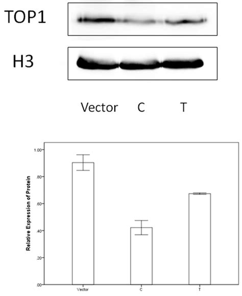 The western blotting results. | Download Scientific Diagram