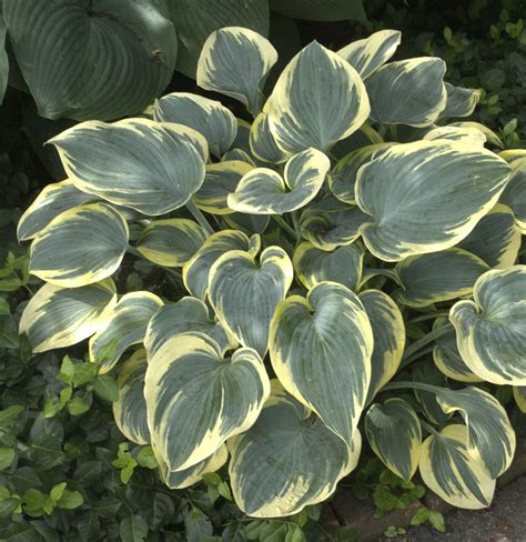 Pro Pick: First Frost Hosta - Hardy Outdoor Plant for Shade Gardens