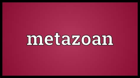 Metazoan Meaning - YouTube