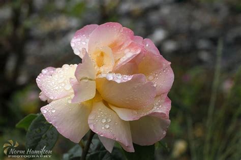 peace_rose3997_web | Peace rose, Rose, Petals