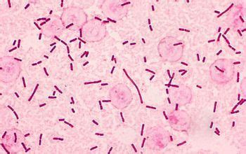 Salmonella Enterica Microscope - Mijacob