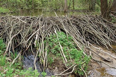 Beaver Facts | Wild Trout Trust