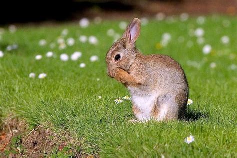 European rabbit - Alchetron, The Free Social Encyclopedia