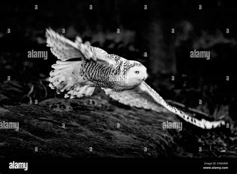 Snowy owl flying in night Stock Photo - Alamy