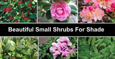 13 Small Shrubs For Shade (With Pictures) - Identification Guide