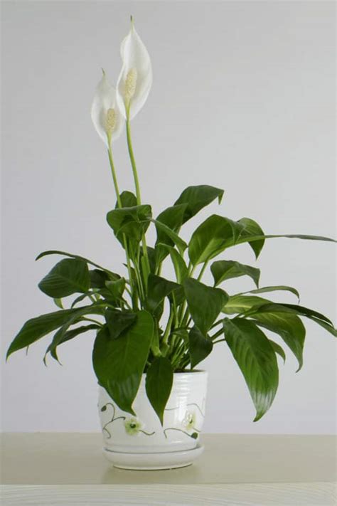 Peace Lily Yellow Leaves - 10 Reasons [+Best Remedies!]