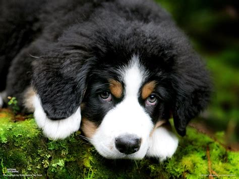 Bernese Mountain Dog wallpaper | 1600x1200 | #45704