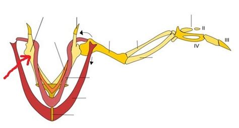 Archosaur Anatomy- Appendicular Skeleton Flashcards | Quizlet