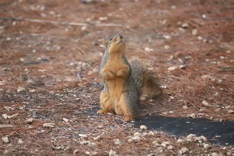 Backyard Red & Fox Squirrels (Ypsilanti, Michigan) - March… | Flickr