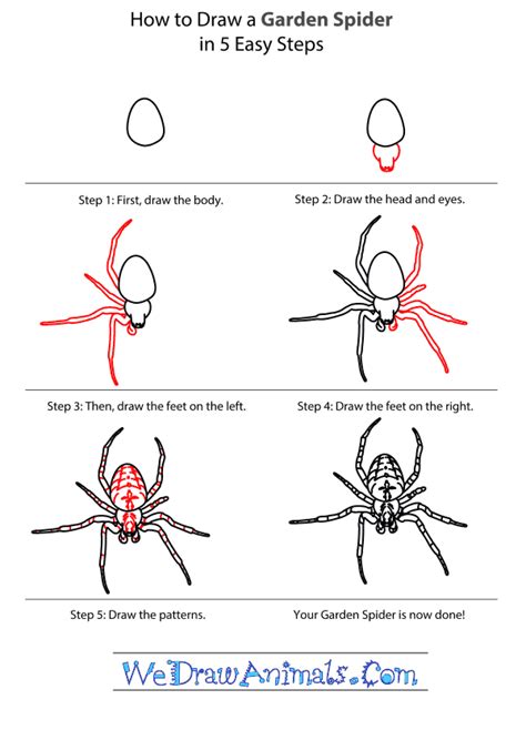 How To Draw A Spider Easy Step By Step - Design Talk