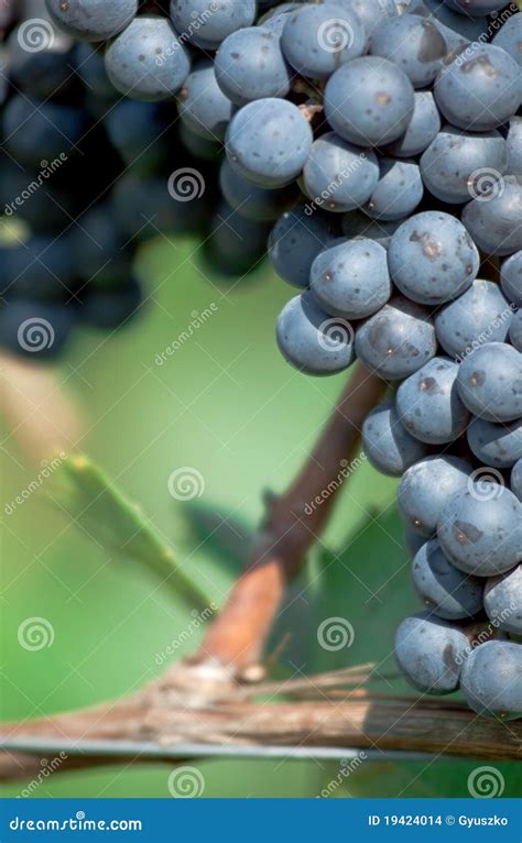 Red bunch of grape stock photo. Image of eating, autumn - 19424014