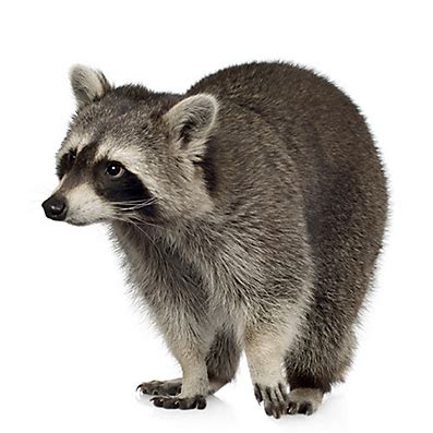 Facts about Raccoons | Raccoon Facts | Havahart®