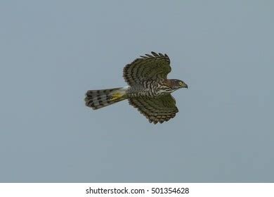 Crested Goshawk Flying Nature Stock Photo 501354628 | Shutterstock