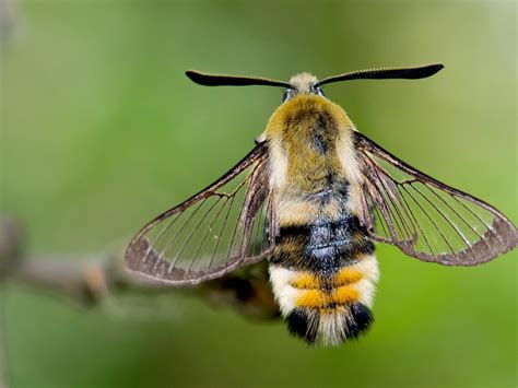 Broad-bordered Bee Hawk-moth | Butterfly Conservation